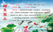 鲤鱼简介展板下载