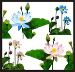 荷花无底图片