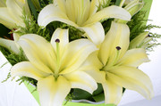 漂亮的百合花照片