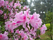 杜鹃花摄影照片