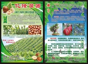 农产品宣传单模板