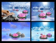 观音莲图片素材