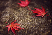 枫叶特写照片