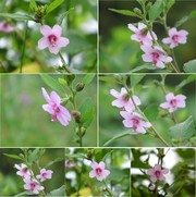 地桃花图片