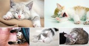 猫咪壁纸图片下载