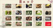 菌菇知识宣传展板