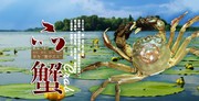 大闸蟹海报下载