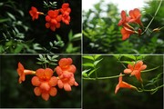 雨后凌霄花摄影图片