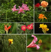 雨后杂花摄影图片下载