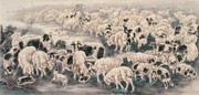 一群羊国画素材
