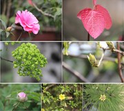 植物微距摄影图片
