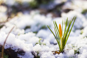 雪地里的小草图片