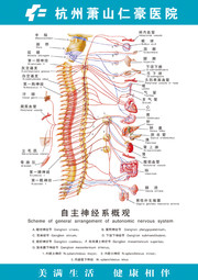 医院自主神经系统挂图