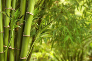 绿竹背景图片
