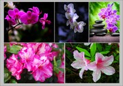 蝴蝶兰和杜鹃花高清