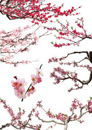 桃花PSD素材下载