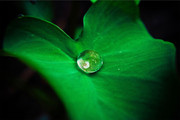 ��Ҷ�ϵĳ�¶ͼƬ