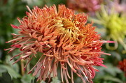 漂亮菊花特写高清