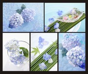 唯美绣球花特写图片