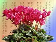 仙客来花朵图片