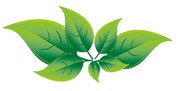 绿色树叶矢量