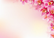 粉红花朵背景图片