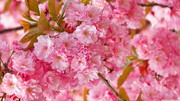 粉红樱花壁纸图片