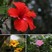朱槿花特写摄影