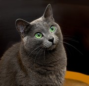 黑猫图片