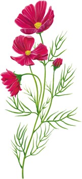 �ʻ�����ͼ������
