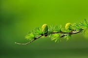 绿色松叶高清图片