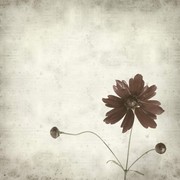 鲜花黑白照片