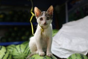 可爱的小猫图片