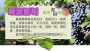 夏黑葡萄展板