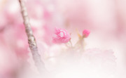 粉色花朵背景