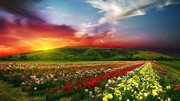 月季花海图片