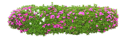 景观植物免扣图片