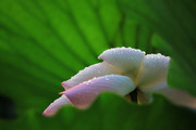 雨后荷花高清图
