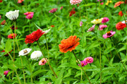 小菊花摄影图片