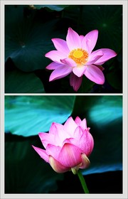 漂亮荷花特写摄影