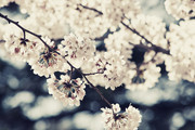 ӣ����Ӱ