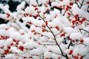 冬天雪景摄影图片
