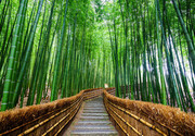竹林里的小路