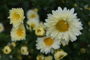 菊花高清图片