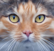 矢量猫咪头像