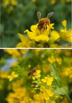 蜜蜂采蜜的图片