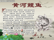黄河大鲤鱼介绍展板