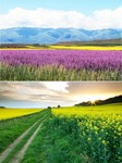 唯美油菜花花海风景