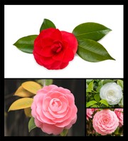 月季花图片下载