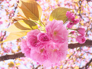 桃花特写图片下载